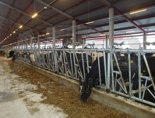 ООО «Красный Маяк»