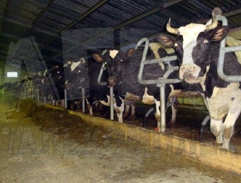 ИП Шармазанова С.П.