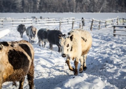 На госпредприятии увеличили поголовье якутских коров и построили коровники 0