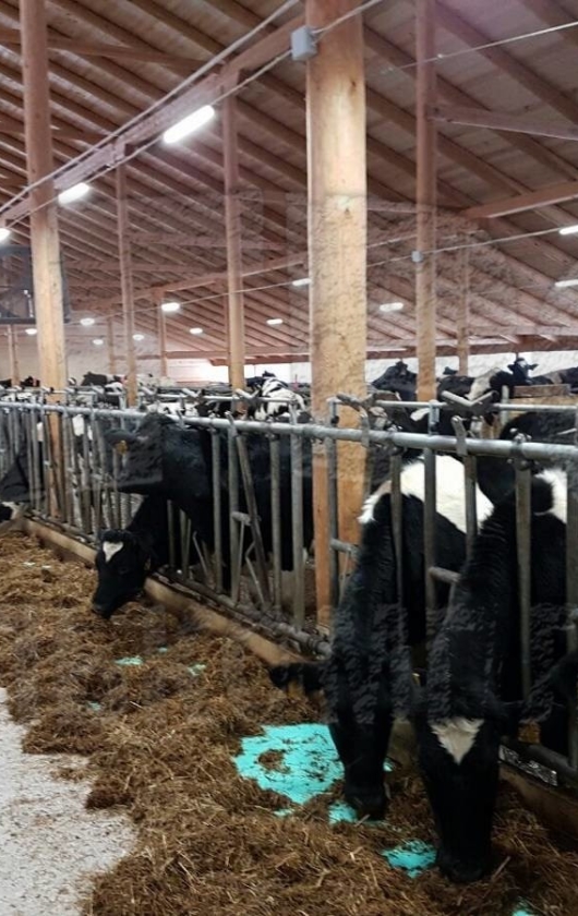 АО "Важское", Архангельская область