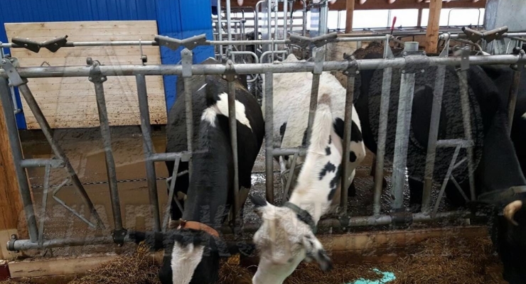 АО "Важское", Архангельская область