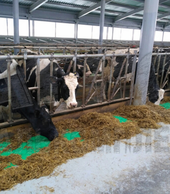 АО "Ильино-Заборское", Нижегородская область