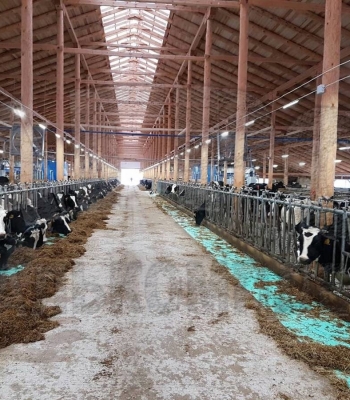 АО "Важское", Архангельская область