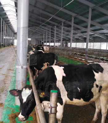 АО "Ильино-Заборское", Нижегородская область