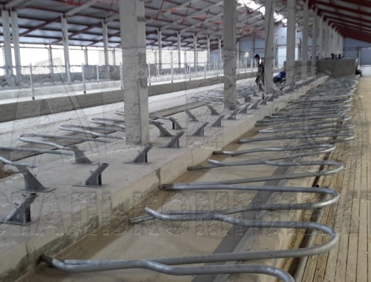 Беспривязное содержание