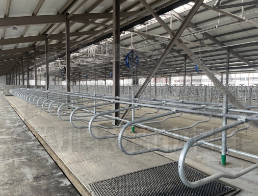 Беспривязное содержание