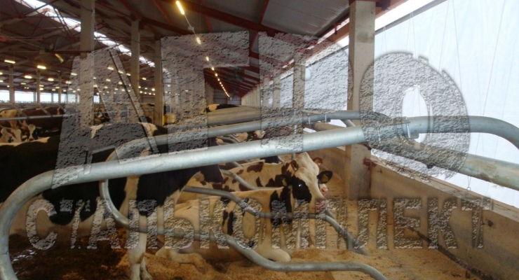 Стойла КРС. Производственная база