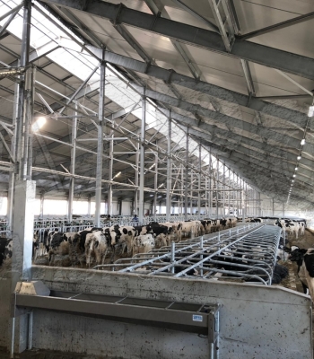 Беспривязное содержание