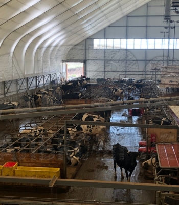 Беспривязное содержание