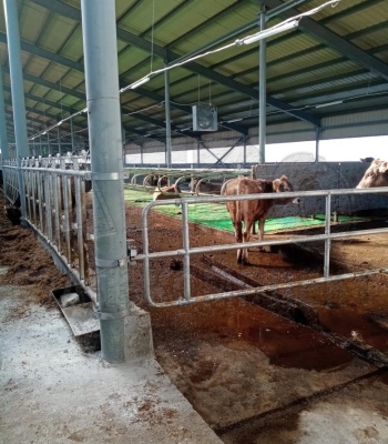 Ограждения для скотопрогона