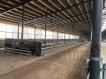 Оборудование для беспривязного содержания КРС 4