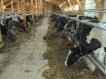 Оборудование для привязного содержания КРС 1