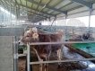 Ограждения скотопрогонов, калитки и ворота 23