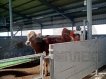 Ограждения скотопрогонов, калитки и ворота 20