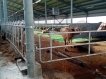 Ограждения скотопрогонов, калитки и ворота 22