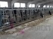 Профилакторий для телят 7