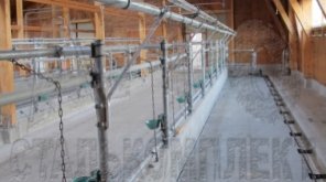 Советы по выбору и эксплуатации оборудования для привязного содержания коров