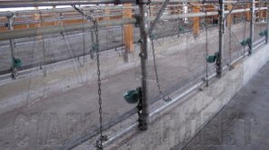 Особенности привязного содержания крупного рогатого скота