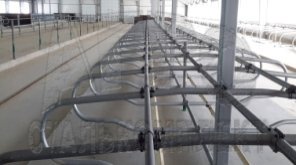 Современное оборудование для беспривязного содержания коров