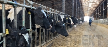 Ограждение кормового стола для КРС — надёжные решения от производителя