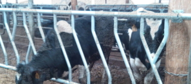 Кормовые решетки для КРС: оптимизация кормления и здоровое поголовье