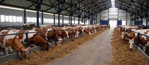 Особенности строительства коровников "под ключ"