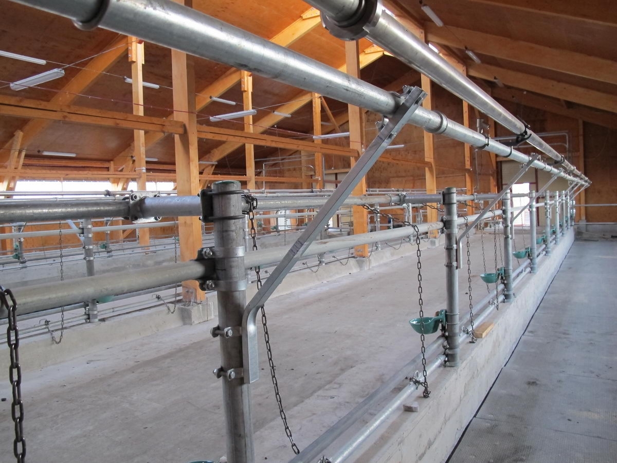 Коровники с привязным содержанием