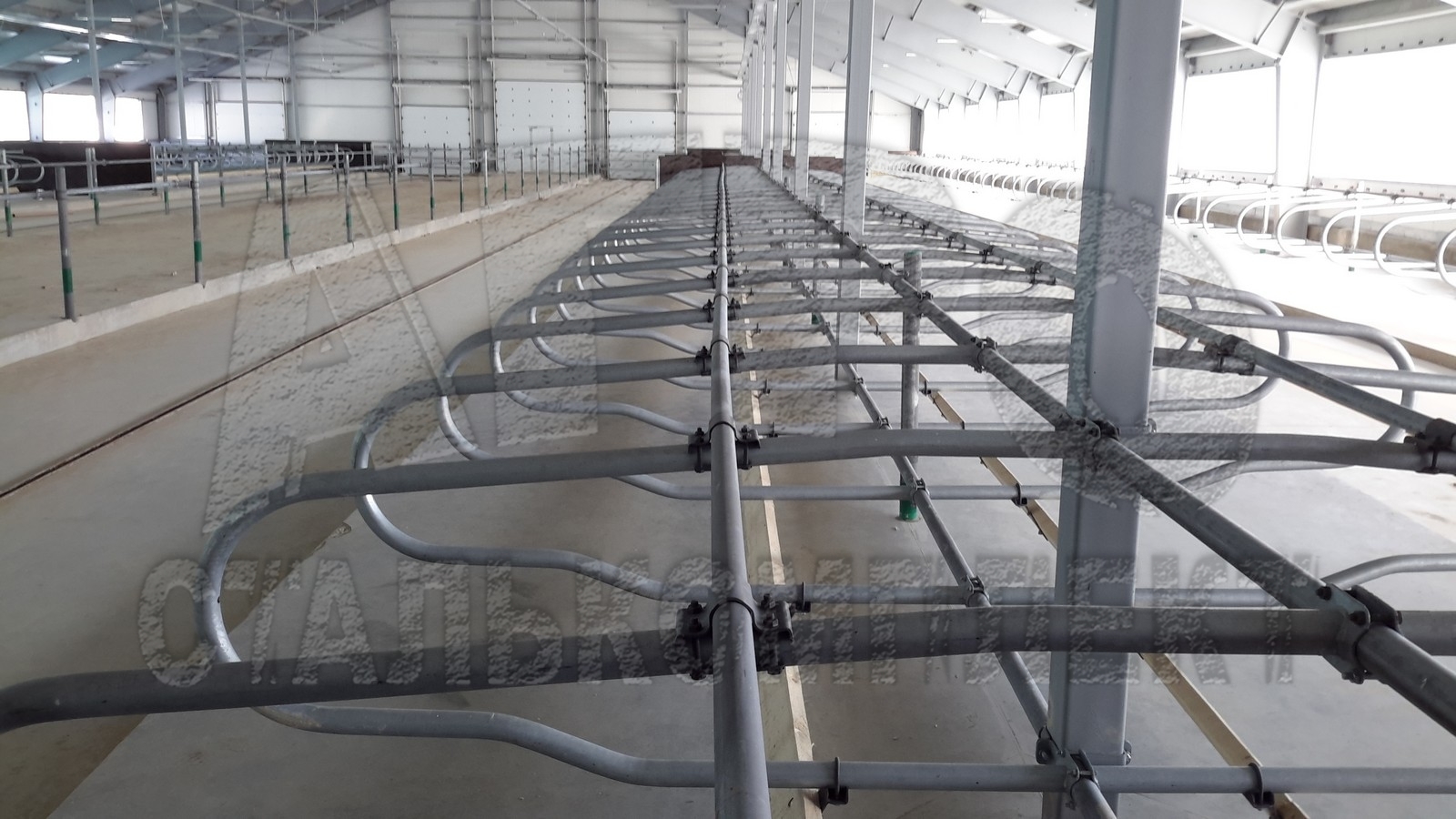 Современное оборудование для беспривязного содержания коров