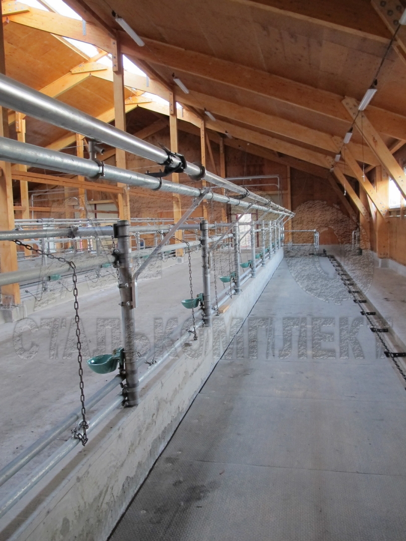 Советы по выбору и эксплуатации оборудования для привязного содержания коров