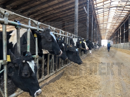 Ограждение кормового стола для КРС — надёжные решения от производителя