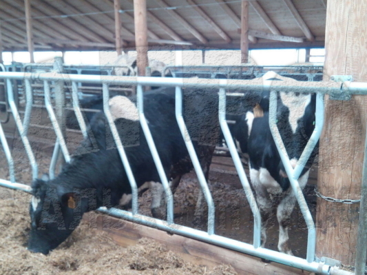 Кормовые решетки для КРС: оптимизация кормления и здоровое поголовье