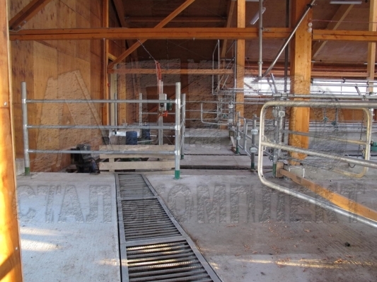 Привязное содержание крупного рогатого скота: преимущества, недостатки и современный подход