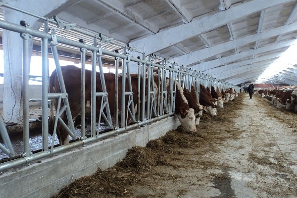 Стойловое оборудование для ферм КРС