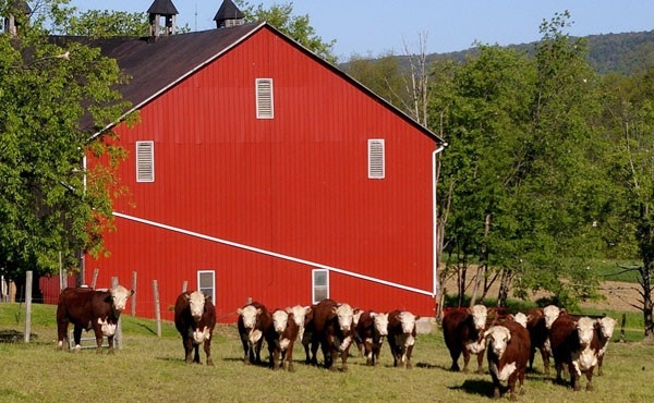 Типовые коровники